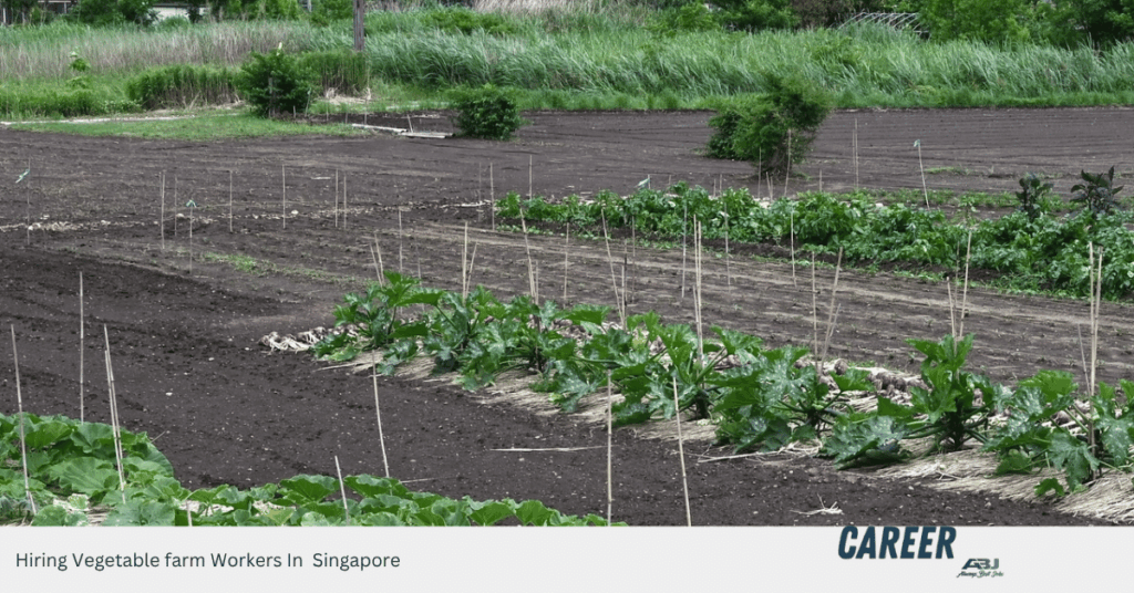 Hiring Vegetable farm Workers In Singapore