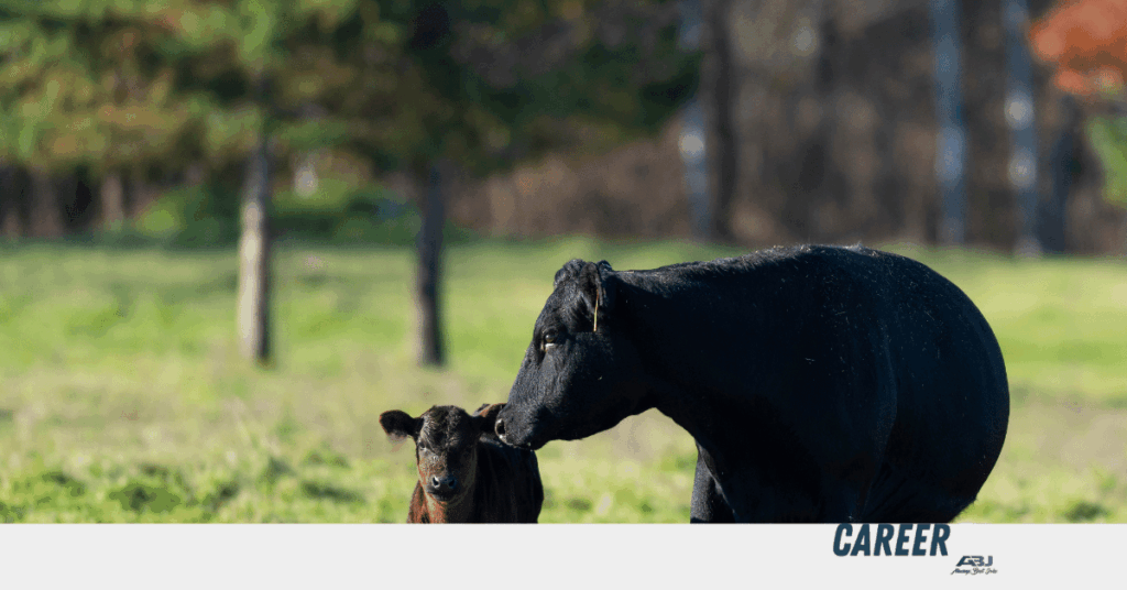 Dairy Farm Workers Required in Waikato, New Zealand